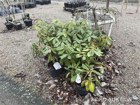 Blandet rhodedendron