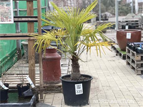 Palme 150 cm