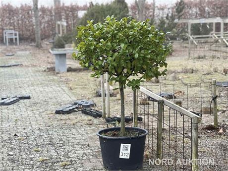 Stedsegrøn bladplante, Prunus 1,5 meter